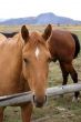 Portrait of brown horse