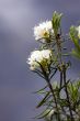Labrador tea close up