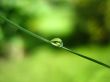 drop on dry leaf