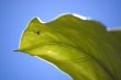 Spider under a big green leaf close-up