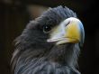 Portrait of eagle