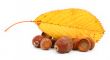 acorns and leaf