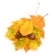acorns and leaves