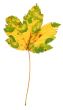 multicolored maple leaf