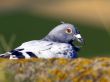grey Dove