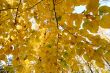 Yellow leaves in autumn