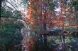 Autumn in the park