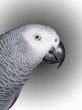 African Gray Portrait