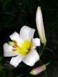 White Lily