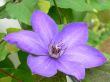 Beautiful Purple Clematis