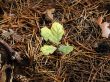 Small oak