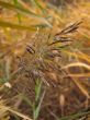 The spikelet