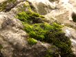 moss-grown stone
