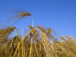 barley