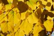 Leaves in autumn