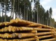 forestry