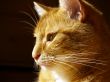 tomcat, portrait