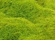 Green Moss Background