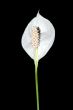 Single White Peace Lily