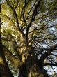 autumnal tree