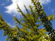 gingko tree