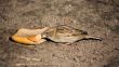 Sparrow with bread