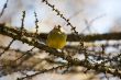 Siskin on branch of a larch