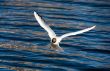 The seagull in flight