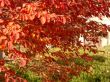 Red Leaves