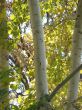 Autumn Aspens