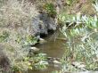Water with Foliage