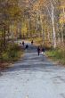 Canadian forest walk