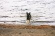 German Shepherd retrieving