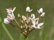 white flowers