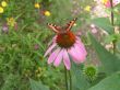 Butterfly In The Flower