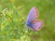 Butterfly On The Flower