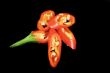 Chili Pepper 2