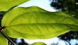 Rainforest Background 1