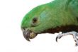 Green Parrot