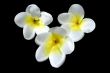 Frangipani Flowers