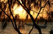 Casuarina Against The Sun