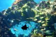 Underwater Reef Scene