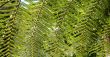 Rainforest Background 4