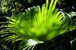 Rainforest Background 3