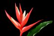 Heliconia 1