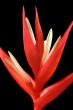 Heliconia 2
