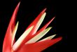 Heliconia 3
