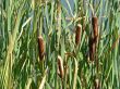 Cattails in the Bay