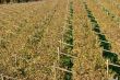 Autumnal Vineyard pattern
