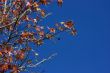 Maple